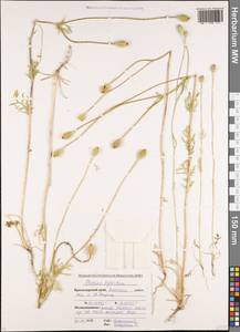 Roemeria sicula (Guss.) Galasso, Banfi, L. Sáez & Bartolucci, Кавказ, Краснодарский край и Адыгея (K1a) (Россия)