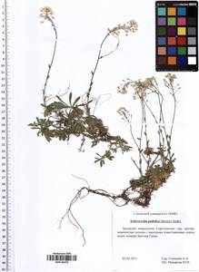 Draba hyperborea (L.) Desv., Восточная Европа, Средневолжский район (E8) (Россия)