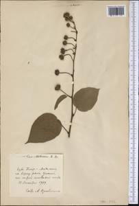 Malvaceae, Америка (AMER) (Куба)