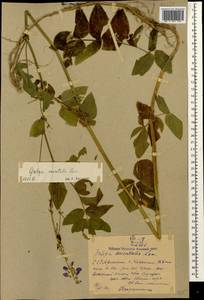 Козлятник восточный Lam., Кавказ, Армения (K5) (Армения)