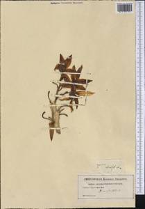 Yucca aloifolia L., Америка (AMER) (Неизвестно)