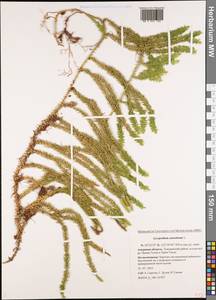 Spinulum annotinum subsp. annotinum, Сибирь, Дальний Восток (S6) (Россия)