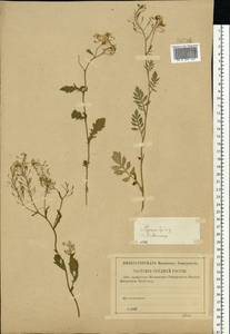 Жерушник лесной (L.) Besser, Восточная Европа, Центральный район (E4) (Россия)