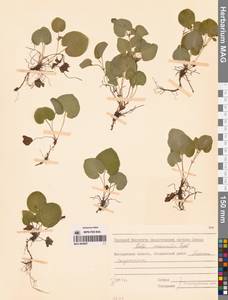 Фиалка Морица Tepl., Сибирь, Чукотка и Камчатка (S7) (Россия)