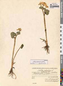 Калужница сибирская Regel, Сибирь, Чукотка и Камчатка (S7) (Россия)