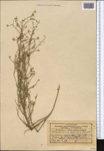 Вьюнок седоватый Schrenk, Средняя Азия и Казахстан, Муюнкумы, Прибалхашье и Бетпак-Дала (M9) (Казахстан)