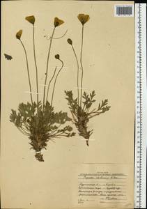 Papaver lapponicum subsp. lapponicum, Восточная Европа, Северный район (E1) (Россия)