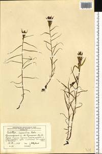 Кастиллея гипарктическая Rebrist., Сибирь, Центральная Сибирь (S3) (Россия)