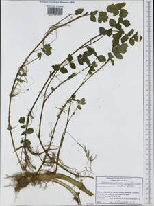 Helosciadium nodiflorum subsp. nodiflorum, Западная Европа (EUR) (Греция)