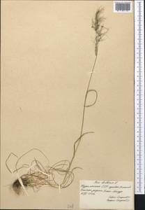 Мятлик луковичный L., Средняя Азия и Казахстан, Копетдаг, Бадхыз, Малый и Большой Балхан (M1) (Туркмения)