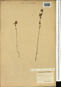 Helianthemum ledifolium subsp. lasiocarpum (Jacques & Herincq) Nyman, Кавказ, Азербайджан (K6) (Азербайджан)