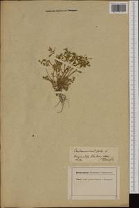 Cardamine resedifolia L., Западная Европа (EUR) (Швейцария)