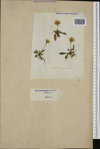 Scorzoneroides pyrenaica (Gouan) Holub, Западная Европа (EUR) (Италия)