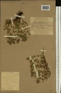 Чабрец, Восточная Европа, Южно-Украинский район (E12) (Украина)