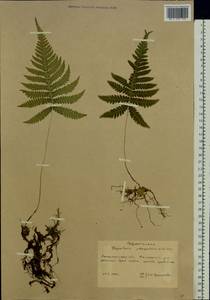 Фегоптерис связывающий, Буковник обыкновенный (Michx.) Watt, Восточная Европа, Западно-Украинский район (E13) (Украина)