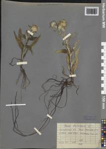 Pentanema britannicum (L.) D. Gut. Larr., Santos-Vicente, Anderb., E. Rico & M. M. Mart. Ort., Сибирь, Прибайкалье и Забайкалье (S4) (Россия)