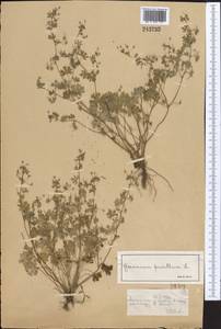 Герань маленькая, Герань мелкая L., Средняя Азия и Казахстан, Северный и Центральный Тянь-Шань (M4) (Казахстан)