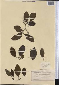 Alnus incana subsp. rugosa (Du Roi) R.T.Clausen, Америка (AMER) (Неизвестно)