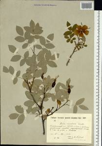 Шиповник иглистый Lindl., Сибирь, Якутия (S5) (Россия)