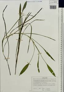 Potamogeton × sparganiifolius Laest. ex Fr., Восточная Европа, Центральный лесной район (E5) (Россия)