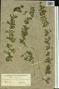 Подмаренник цепкий L., Восточная Европа, Нижневолжский район (E9) (Россия)