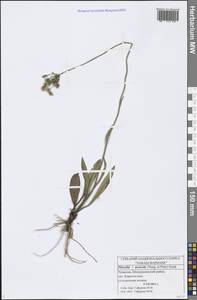 Pilosella erythrochrista (Nägeli & Peter) S. Bräut. & Greuter, Восточная Европа, Средневолжский район (E8) (Россия)