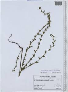 Буглосоидес полевой, Воробейник полевой (L.) I.M.Johnst., Восточная Европа, Центральный лесной район (E5) (Россия)