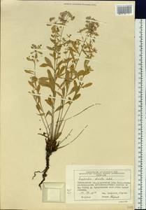 Молочай острый, Сибирь, Центральная Сибирь (S3) (Россия)