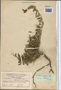 Scutellaria mesostegia Juz., Средняя Азия и Казахстан, Западный Тянь-Шань и Каратау (M3) (Киргизия)