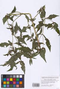 Череда сростнолопастная Muhl. ex Willd., Восточная Европа, Северо-Западный район (E2) (Россия)