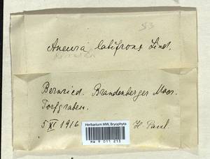 Riccardia latifrons (Lindb.) Lindb., Гербарий мохообразных, Мхи - Западная Европа (BEu) (Германия)