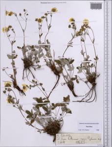 Лапчатка, Средняя Азия и Казахстан, Северный и Центральный Тянь-Шань (M4) (Казахстан)