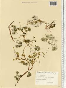 Ranunculus peltatus subsp. peltatus, Восточная Европа, Северный район (E1) (Россия)