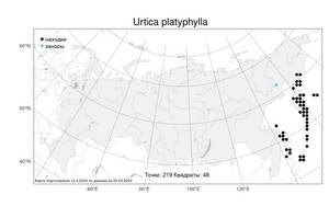 Urtica platyphylla, Крапива плосколистная Wedd., Атлас флоры России (FLORUS) (Россия)