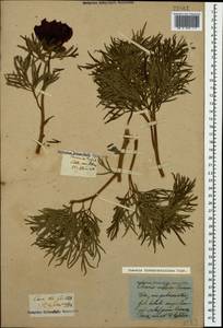 Paeonia tenuifolia var. biebersteiniana (Rupr.) N. Busch, Кавказ, Краснодарский край и Адыгея (K1a) (Россия)