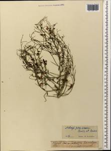 Alhagi pseudalhagi subsp. persarum (Boiss. & Buhse) Takht., Кавказ, Грузия (K4) (Грузия)