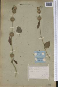 Leucas martinicensis (Jacq.) R.Br., Америка (AMER) (Неизвестно)