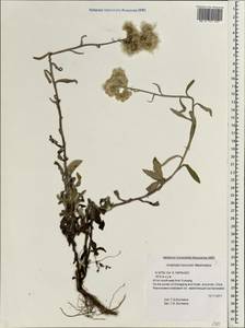 Anaphalis hancockii Maxim., Зарубежная Азия (ASIA) (КНР)