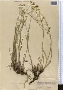 Володушка высокая M.Bieb., Средняя Азия и Казахстан, Джунгарский Алатау и Тарбагатай (M5) (Казахстан)