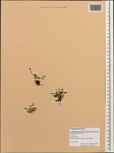 Сердечник шершавый L., Кавказ, Черноморское побережье (от Новороссийска до Адлера) (K3) (Россия)