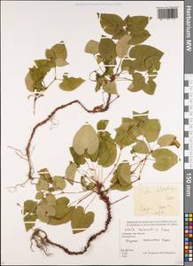 Фиалка Рейхенбаха Jord. ex Boreau, Кавказ, Грузия (K4) (Грузия)