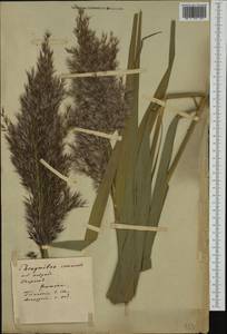 Тростник южный, Тростник обыкновенный (Cav.) Trin. ex Steud., Западная Европа (EUR) (Неизвестно)