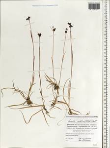 Ожика судетская (Willd.) Schult., Восточная Европа, Северный район (E1) (Россия)