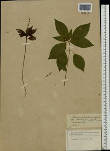 Пролесник многолетний L., Восточная Европа, Западный район (E3) (Россия)