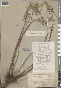 Полынь песчаная DC., Средняя Азия и Казахстан, Прикаспийский Устюрт и Северное Приаралье (M8) (Казахстан)