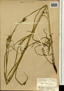 Козлобородник шероховатоплодный Nikitin, Монголия (MONG) (Монголия)