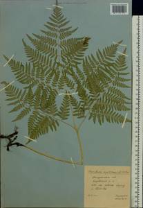 Pteridium aquilinum subsp. pinetorum (C. N. Page & R. R. Mill) J. A. Thomson, Восточная Европа, Центральный район (E4) (Россия)