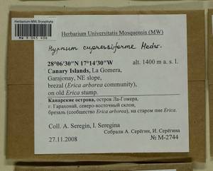 Hypnum cupressiforme Hedw., Гербарий мохообразных, Мхи - Макаронезия (BMc) (Испания)