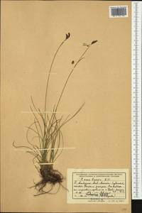 Carex kitaibeliana Degen ex Bech., Западная Европа (EUR) (Албания)