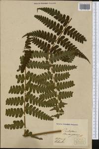 Dennstaedtia arborescens (Willd.) E. Ekman ex Maxon, Америка (AMER) (Колумбия)